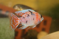 /album/fotogaljerjeja/orkhideya-ob-jpg1/